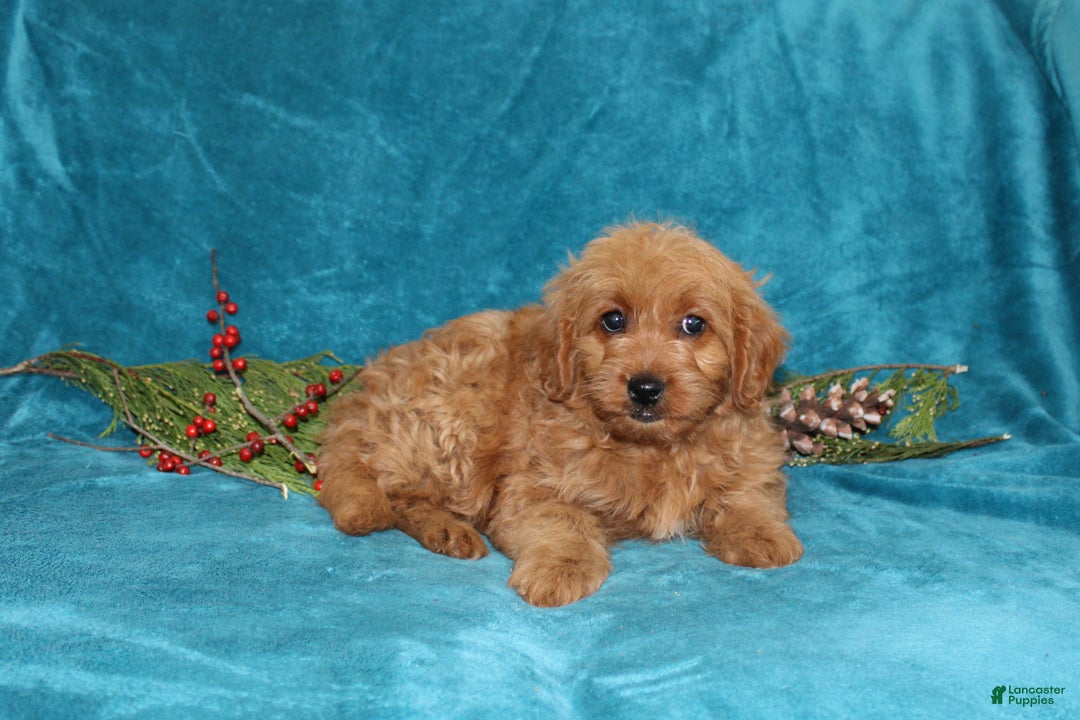 Mini Goldendoodle dogs for sale: Twinkles  - Ad 4