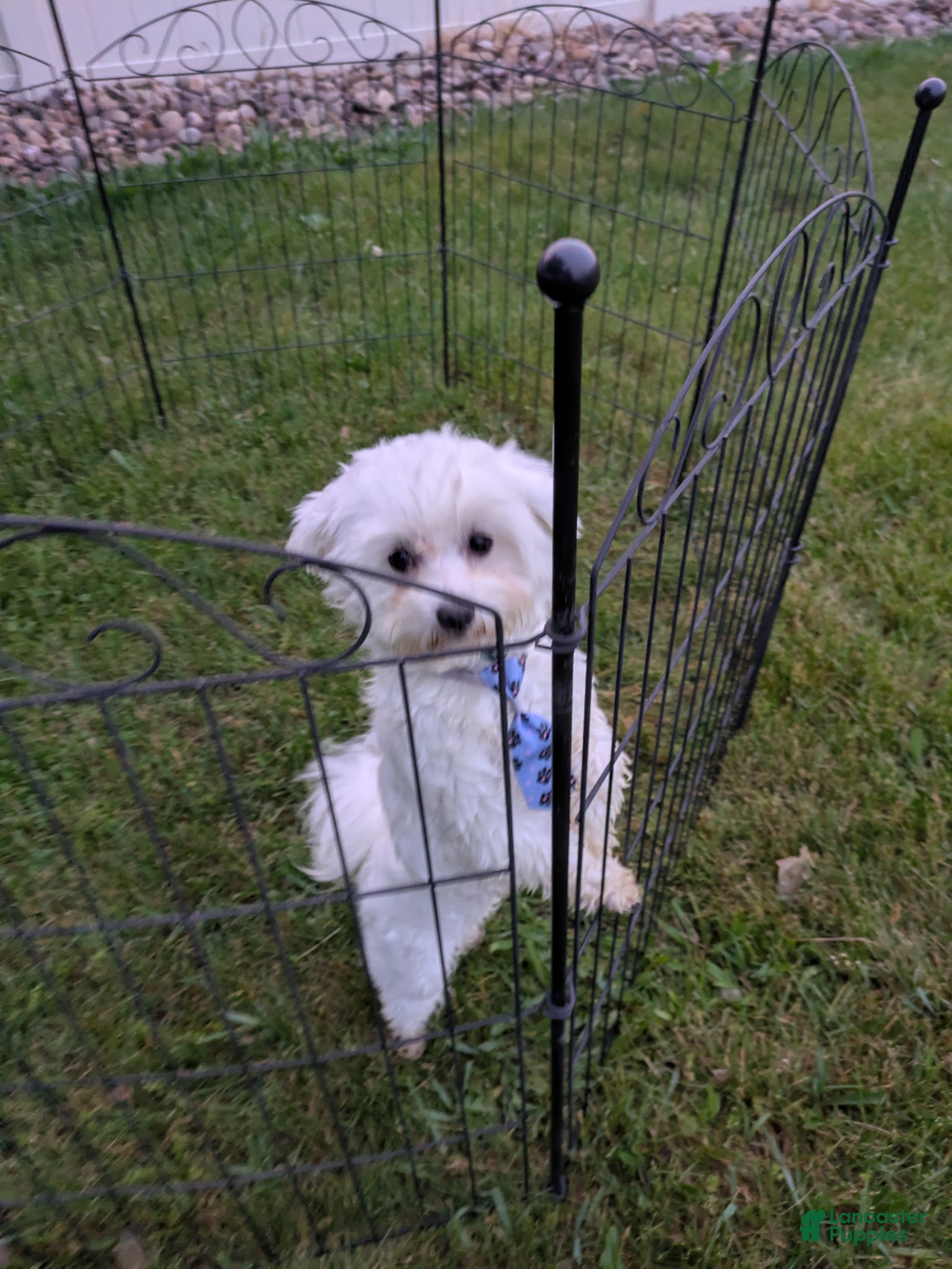 Maltese dogs Dakota  - Ad 1