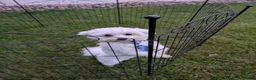 Maltese dogs for sale: Dakota  - Ad 1