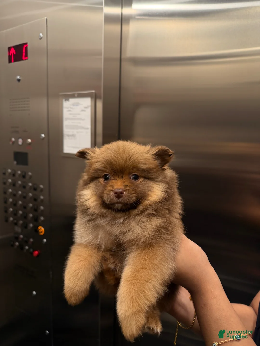Pomeranian dogs for sale: Paris - Ad 1