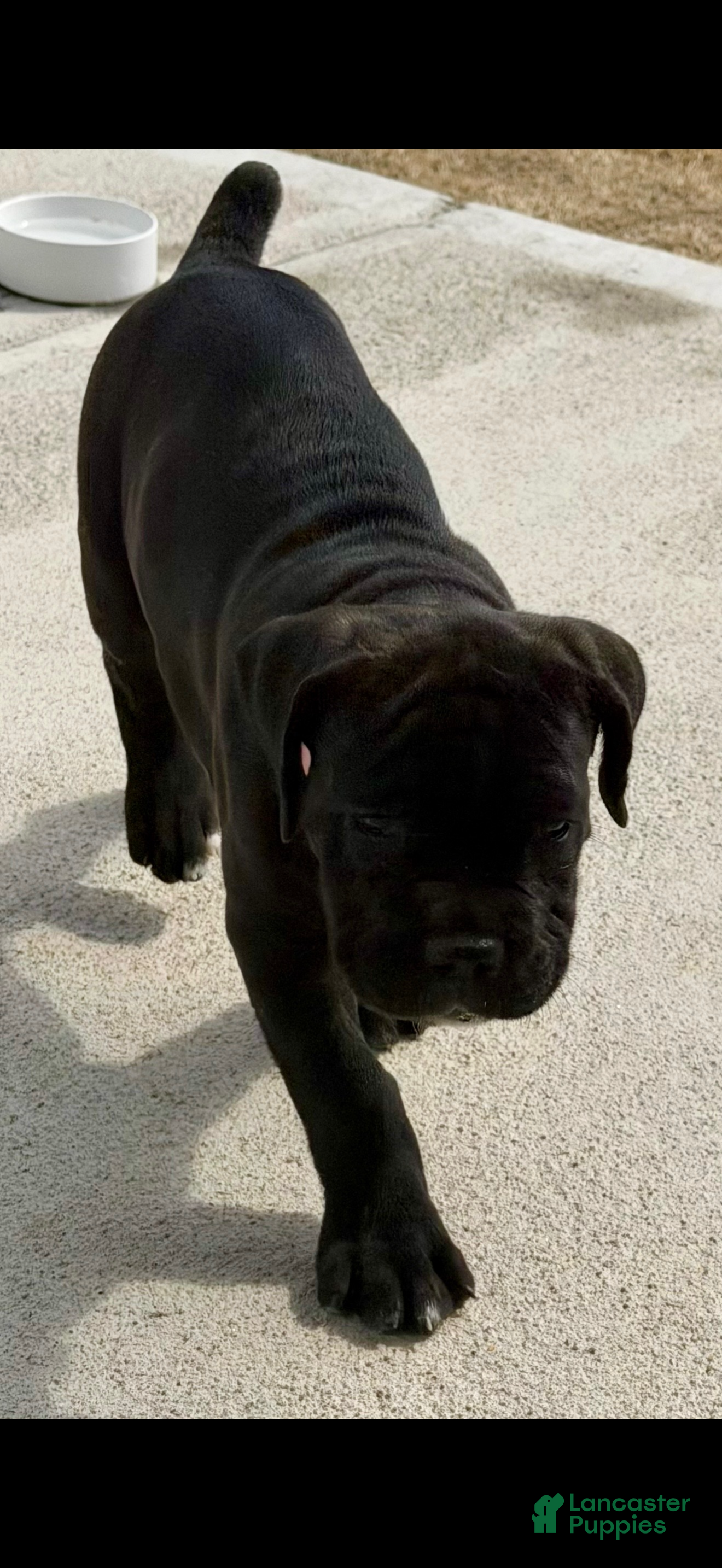 Cane Corso dogs Cane Corso Puppy 2 - Ad 1