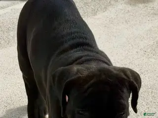 Cane Corso dogs for sale: Cane Corso Puppy 2 - Ad 1