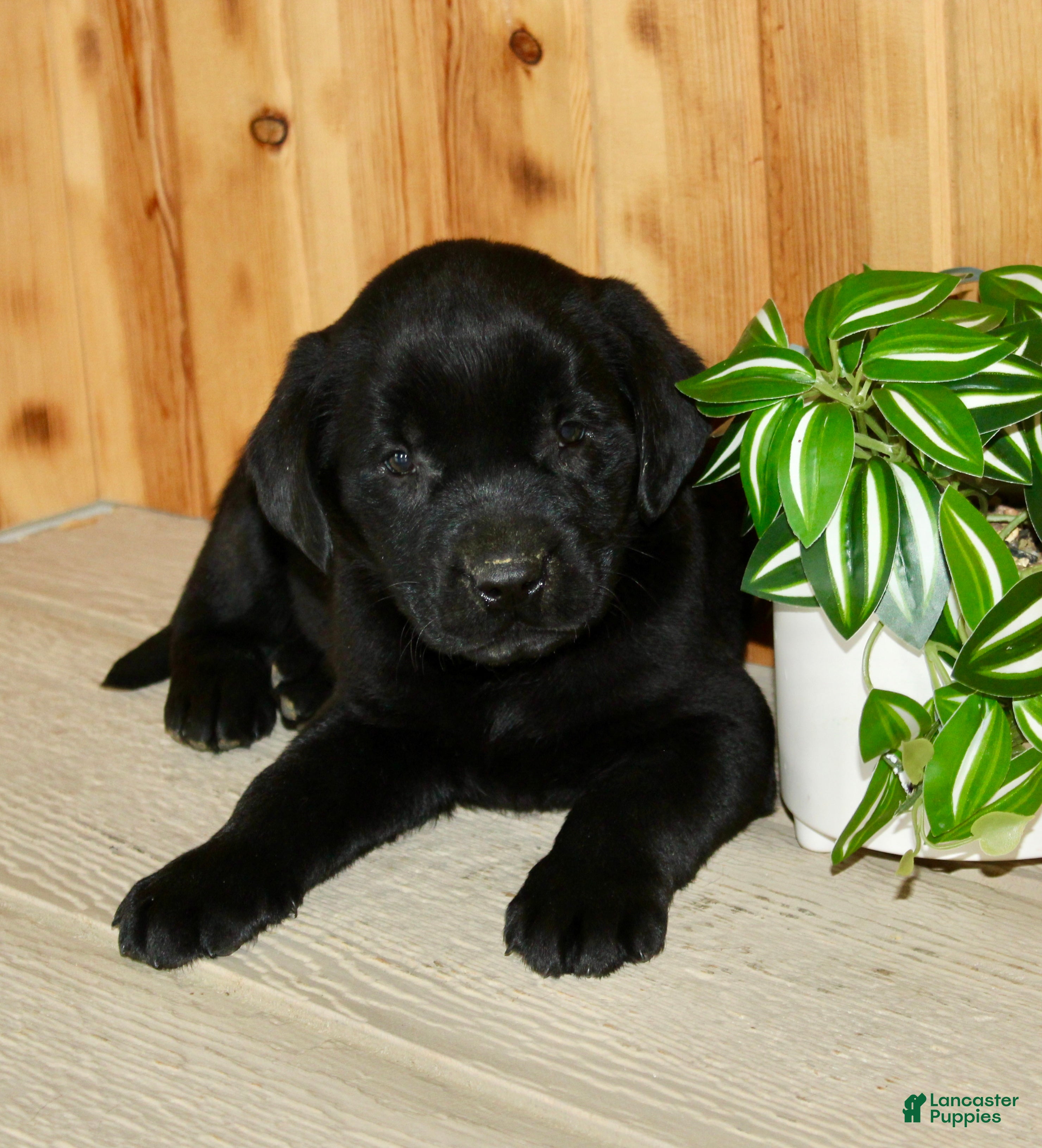 Labrador Retriever dogs Wilber  - Ad 1