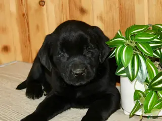 Labrador Retriever dogs for sale: Wilber - Ad 3