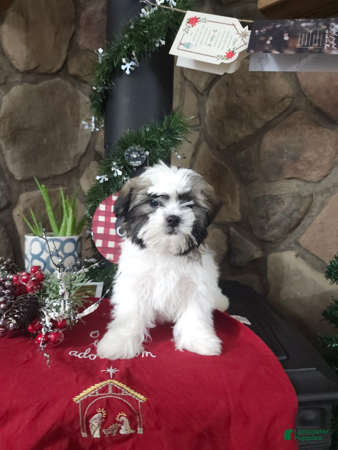 Mixed Breed dogs for sale: Sammy - Ad 4