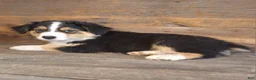 Australian Shepherd dogs for sale: Benjamin - Ad 7