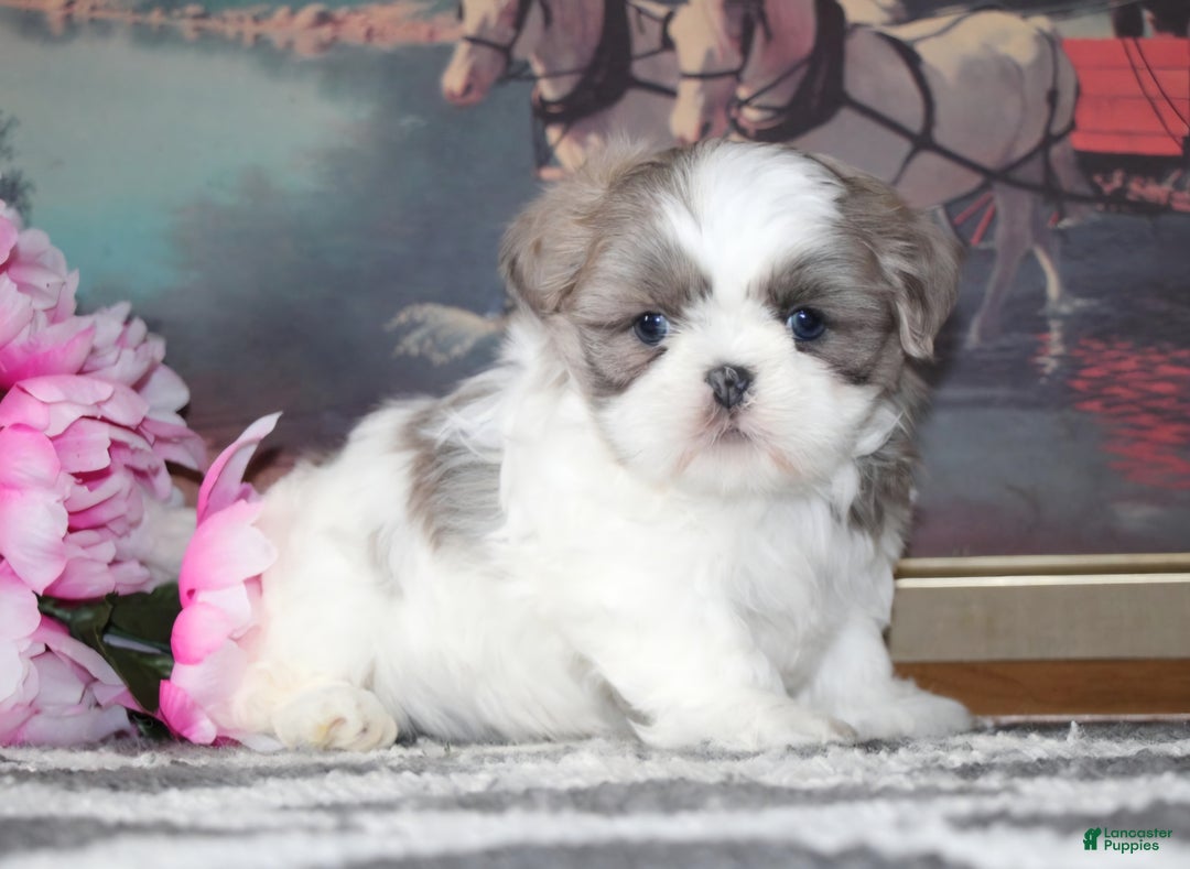 Shih Tzu dogs for sale: lili - Ad 1