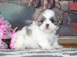 Shih Tzu dogs lili - Ad 17