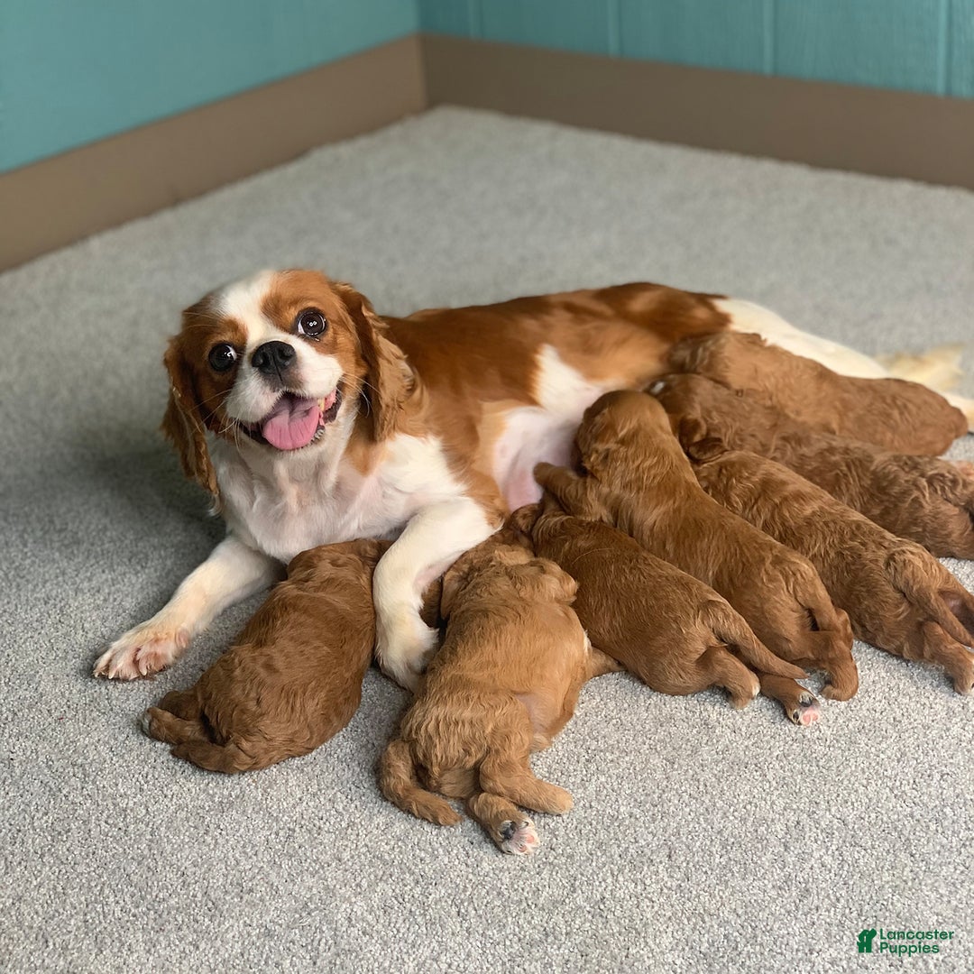 Gallery Image {{count}}