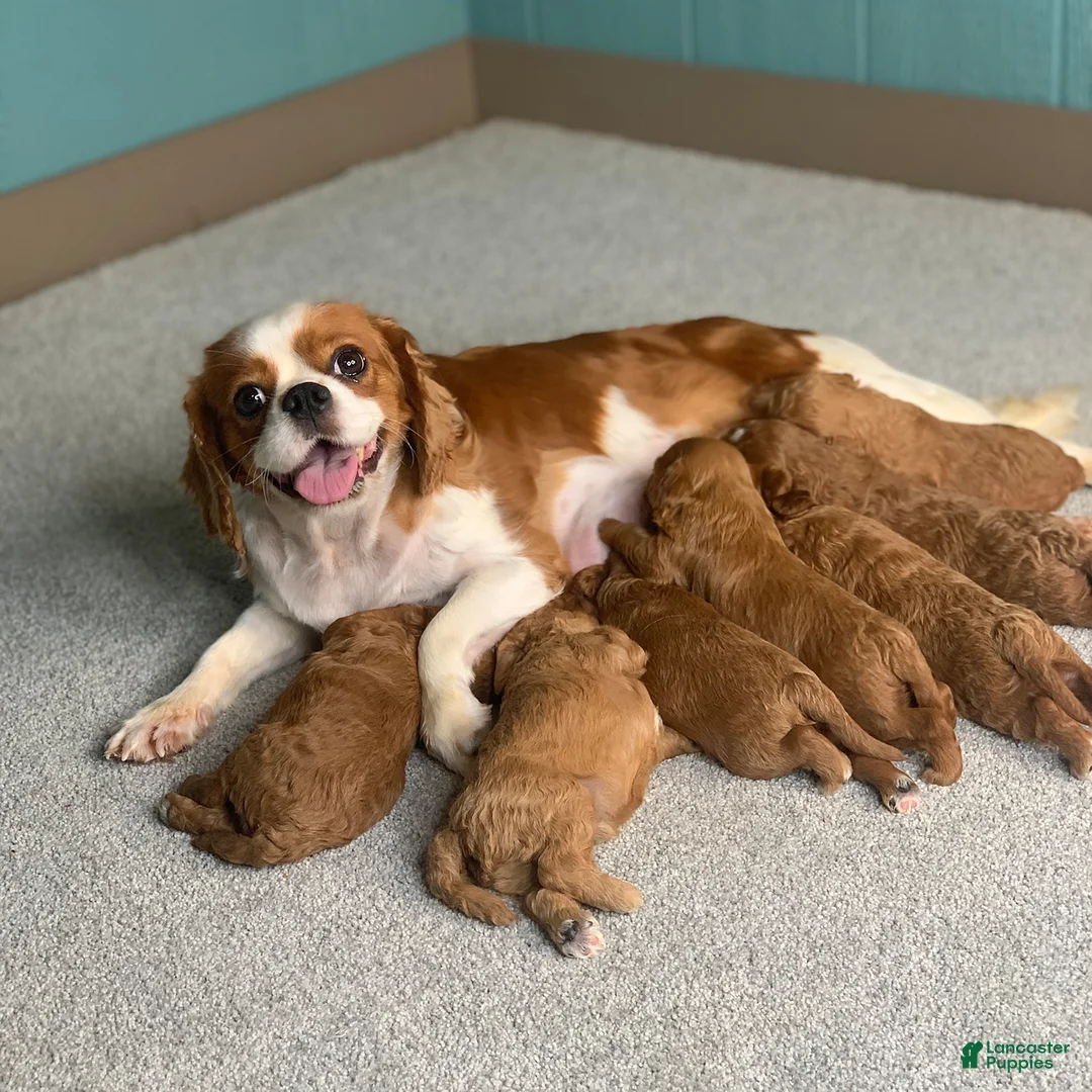 Gallery Image {{count}}