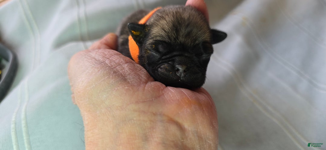 Pug dogs for sale: Nakita - Ad 2