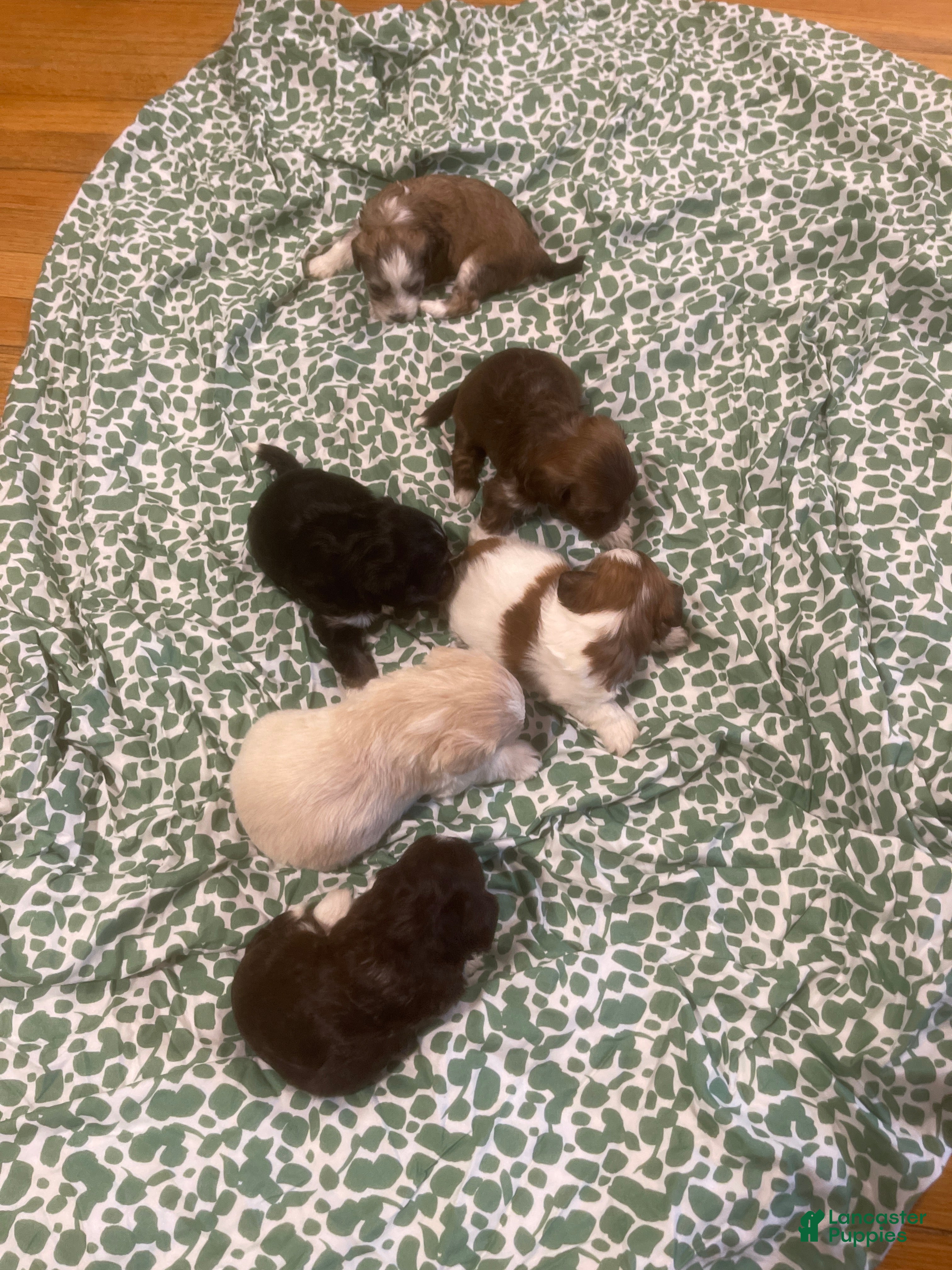 Shih Tzu dogs for sale: Shih Tzu Puppy 2 - Ad 4
