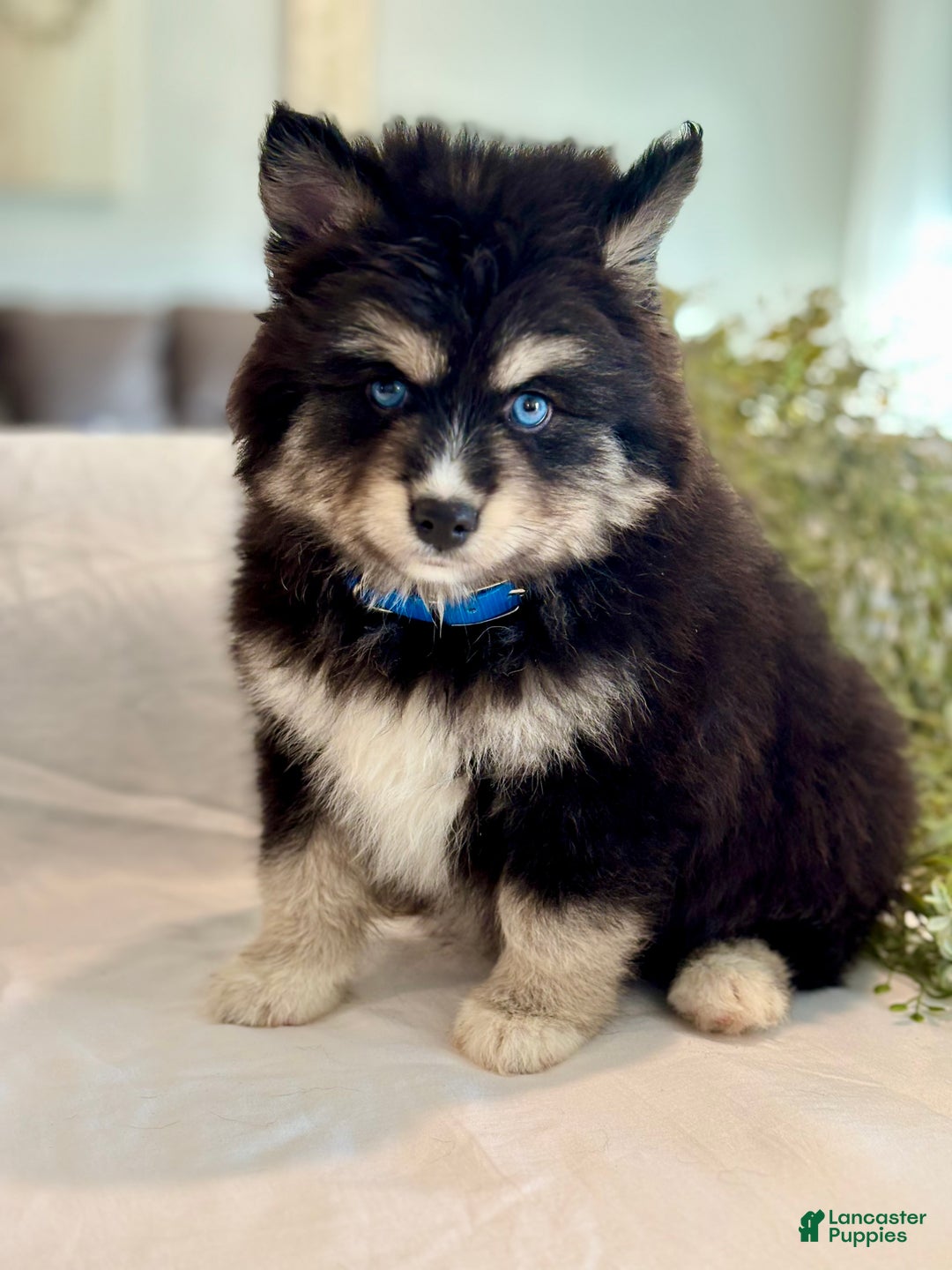 Pomsky dogs for sale: Flicker  Pomsky Puppy 2 - Ad 8