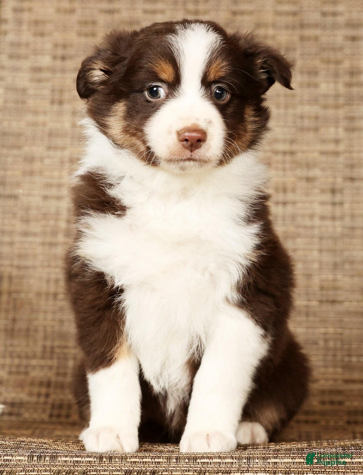 Miniature Australian Shepherd dogs Shadow - Ad 1