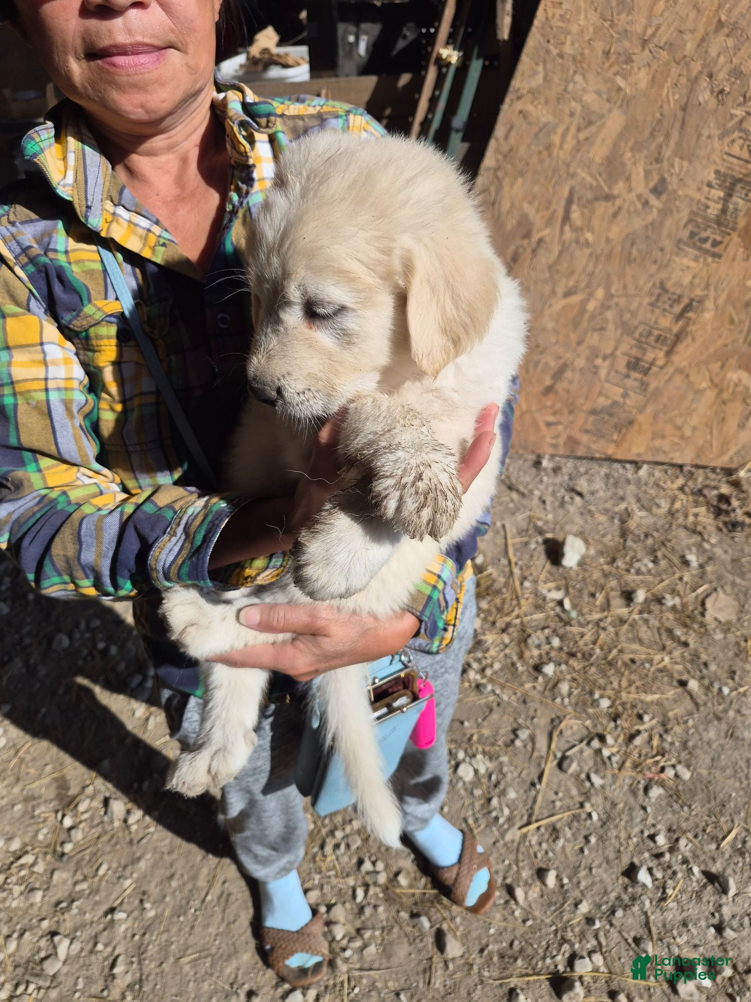 Mixed Breed dogs Mixed Breed 3 - Ad 1