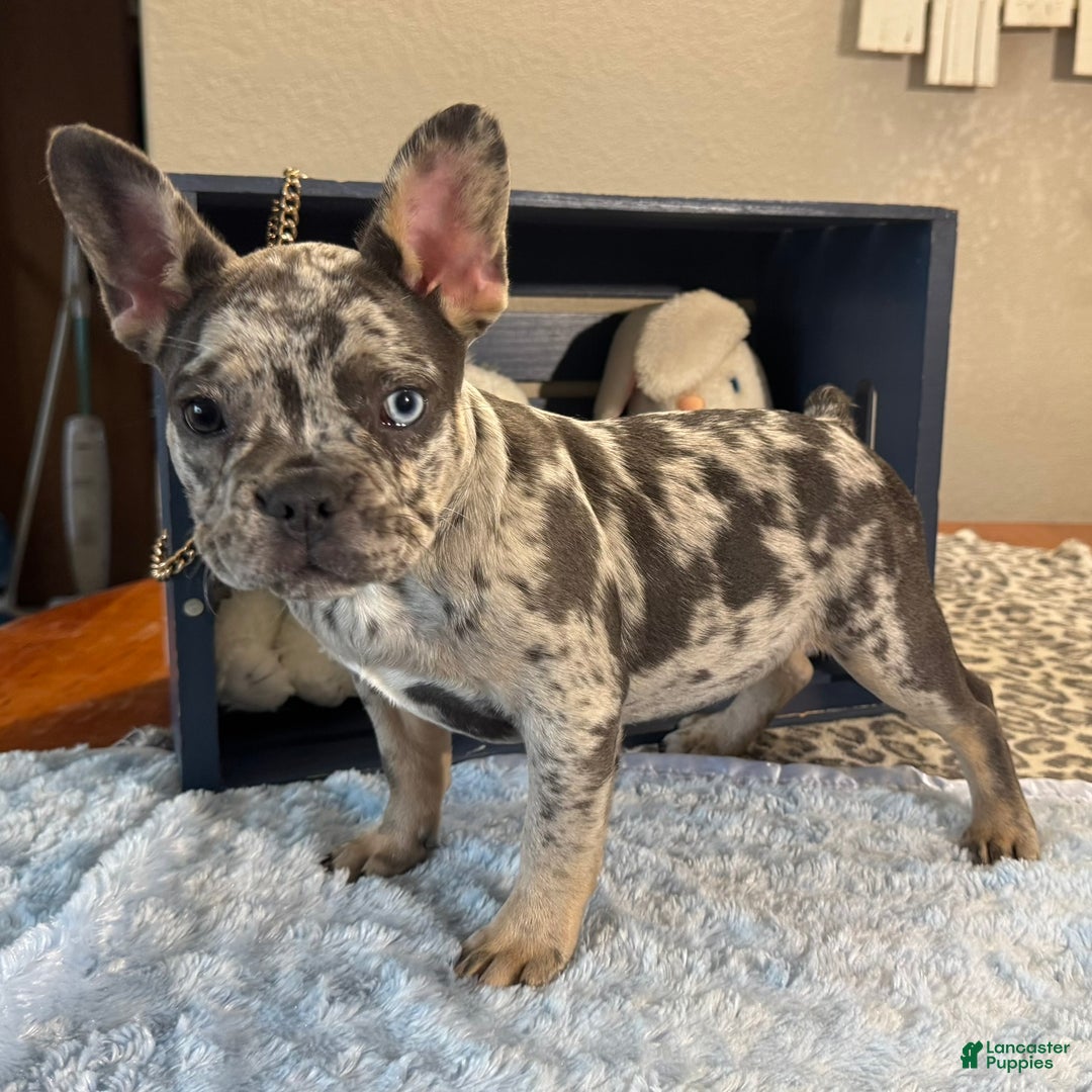 French Bulldog dogs for sale: Chrissy - Ad 2
