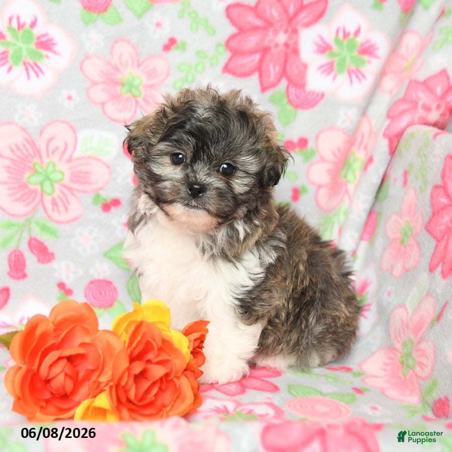 Teddy Bear dogs Wags - Ad 1