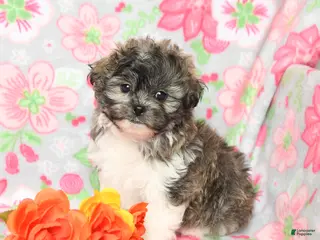 Teddy Bear dogs for sale: Wags - Ad 4