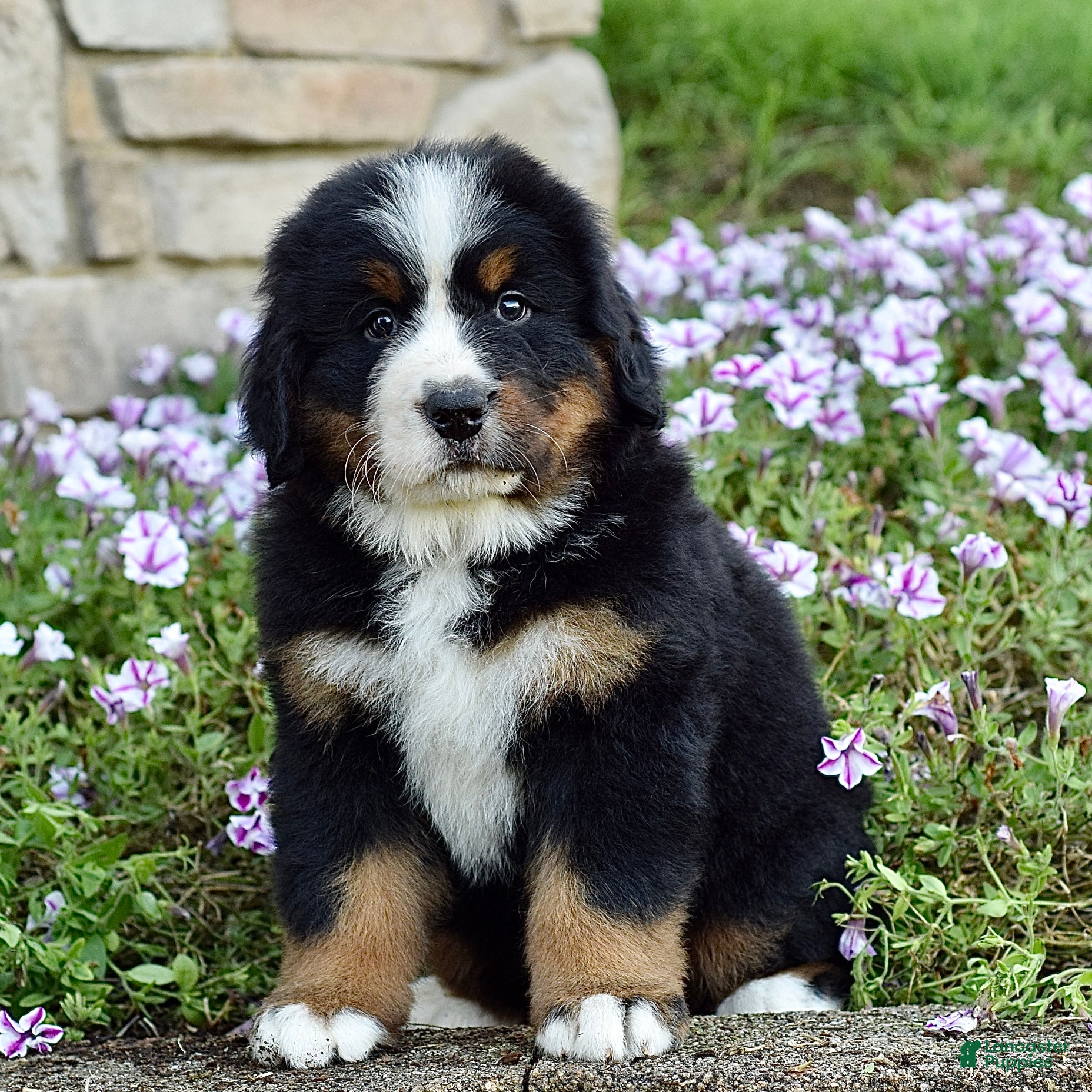 Bernese Mountain Dog dogs Mr. Billy - Ad 1