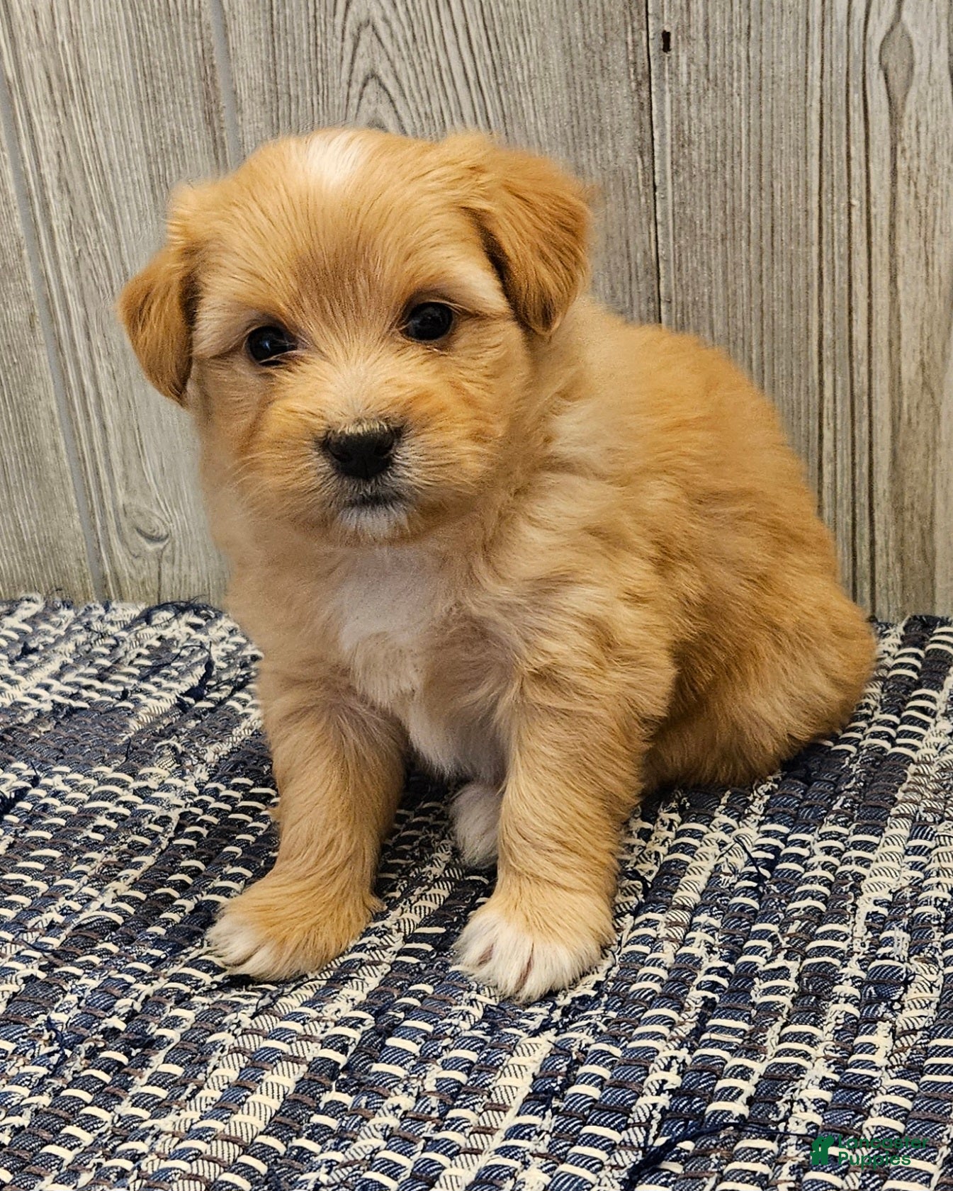 Mixed Breed dogs Remi - Ad 2