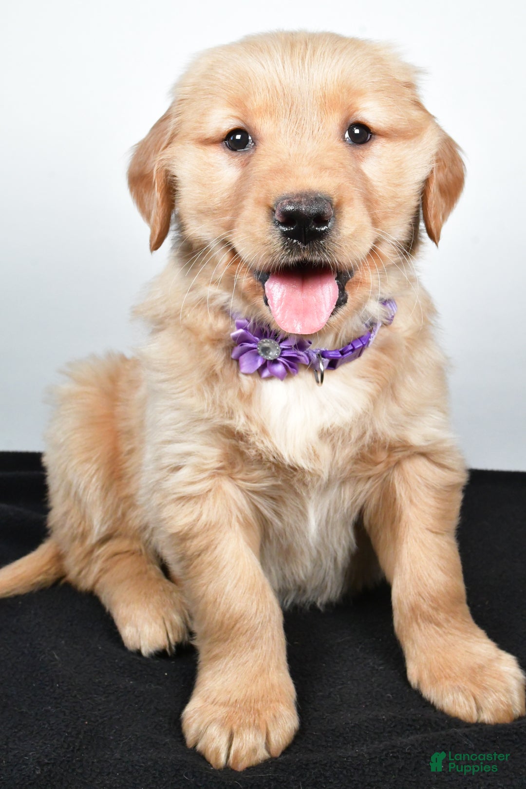 Golden Retriever dogs for sale: Jana - Ad 1