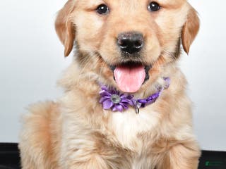 Golden Retriever dogs Jana - Ad 16