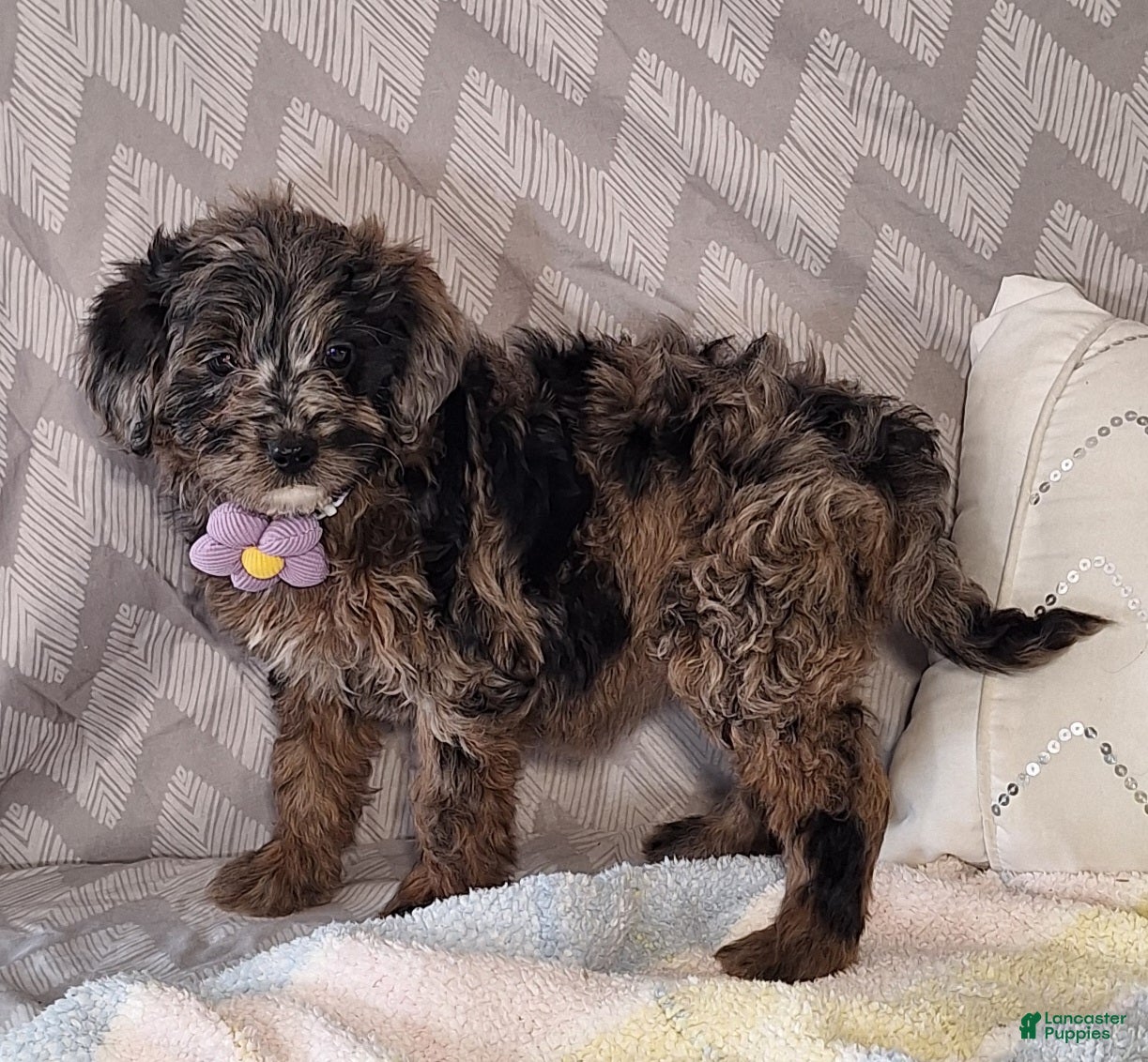 Mini Goldendoodle dogs Daisy - Ad 2