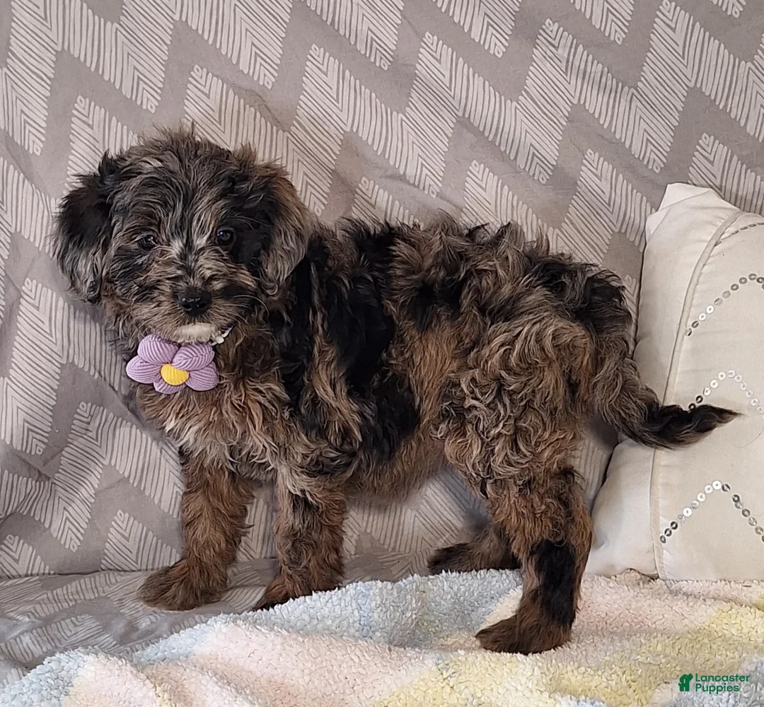 Mini Goldendoodle dogs for sale: Daisy - Ad 2