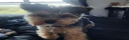 Yorkiepoo dogs for sale: Mr. Buttons - Ad 7