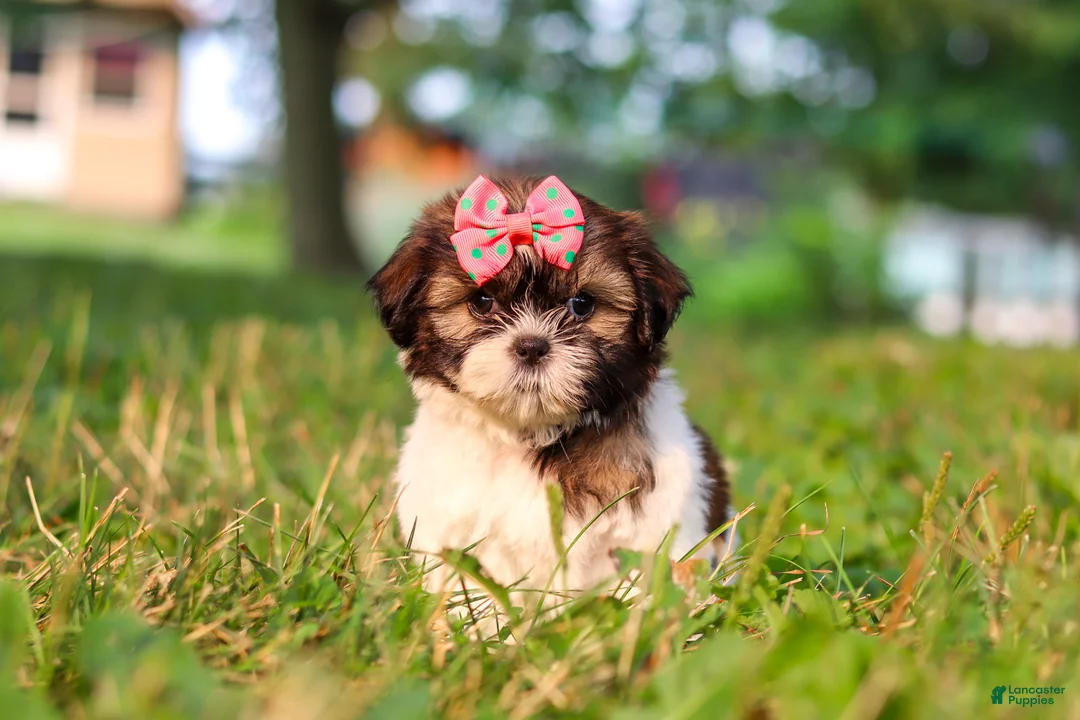 Shih Tzu dogs for sale: Rosie - Ad 2