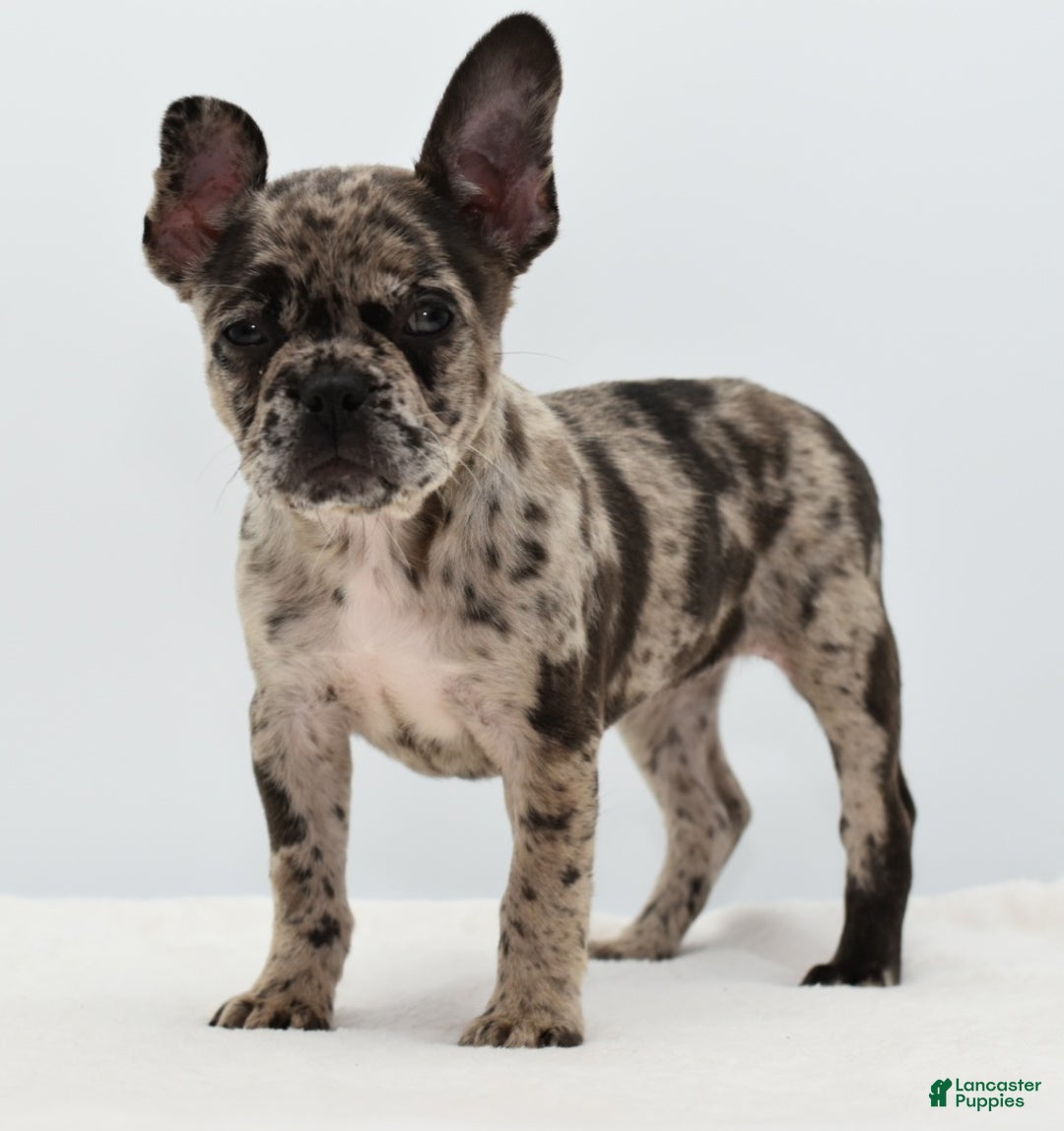 Mixed Breed dogs for sale: Zuki hybrid puppy  - Ad 13