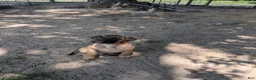 Bullmastiff dogs for sale: Bullmastiff Puppy 3 - Ad 5