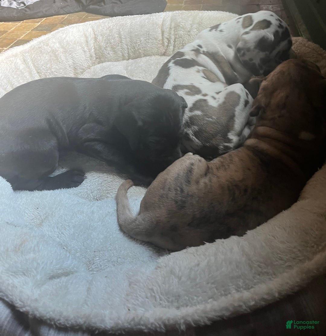 Great Dane dogs for sale: Petal - Ad 17