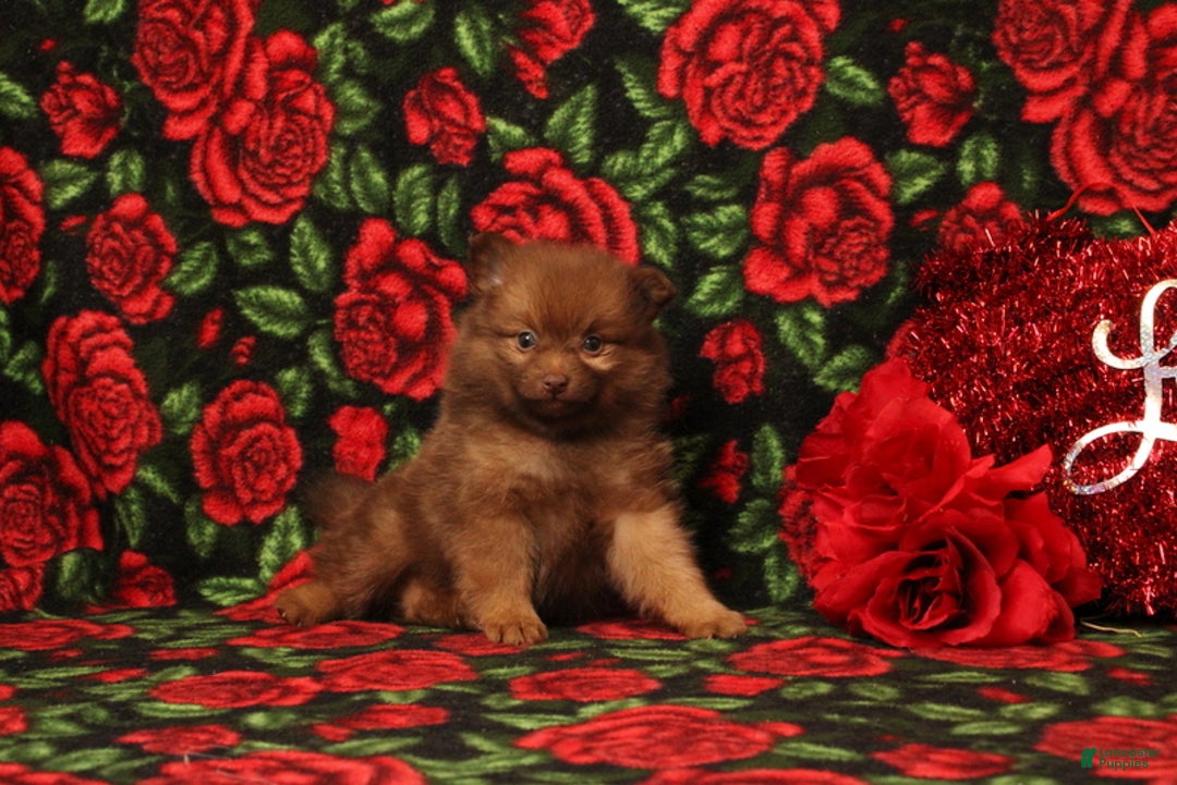 Pomeranian dogs for sale: Linnea - Ad 4