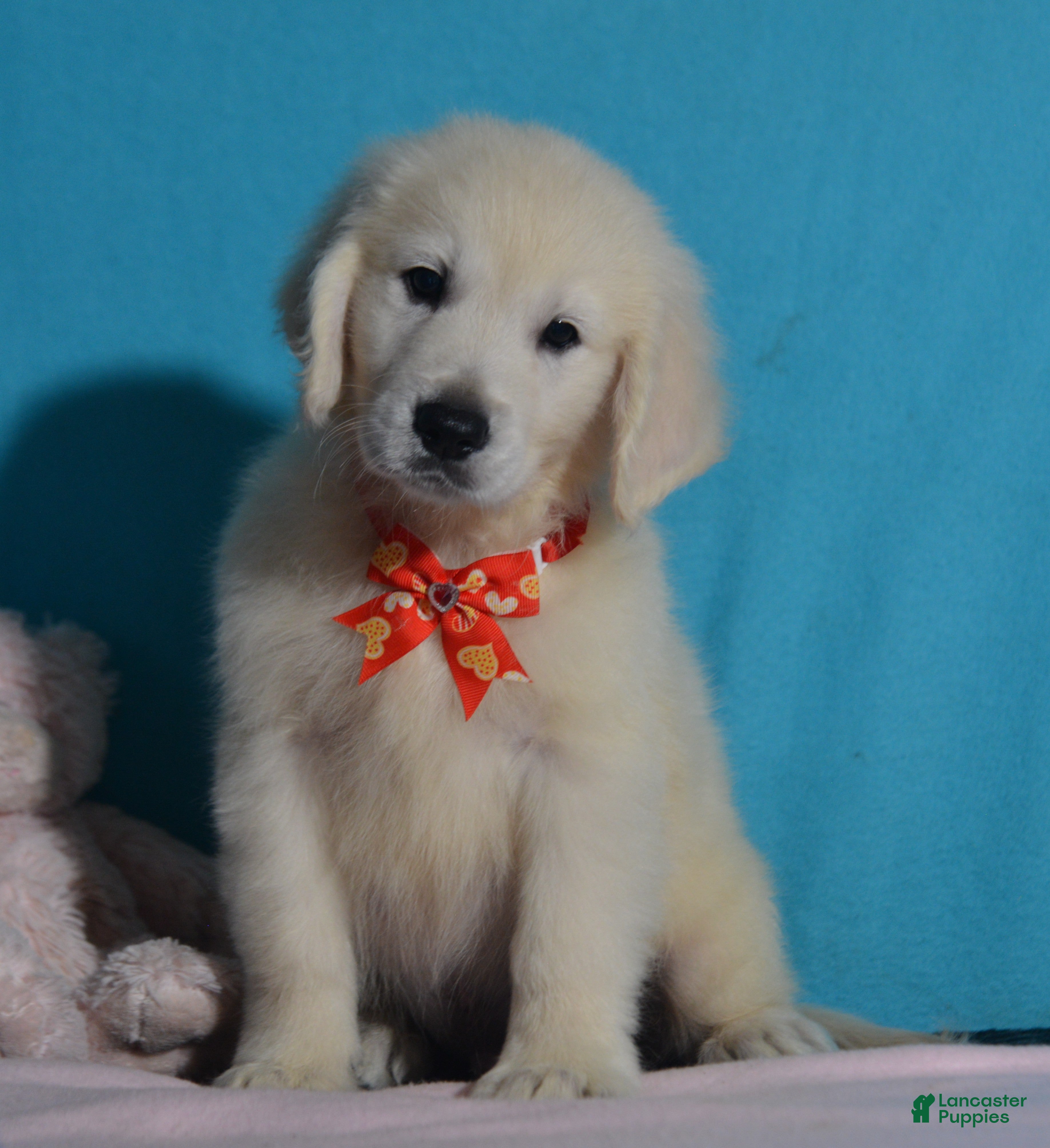 Golden Retriever dogs Tucker - Ad 2
