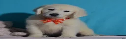 Golden Retriever dogs for sale: Tucker - Ad 2