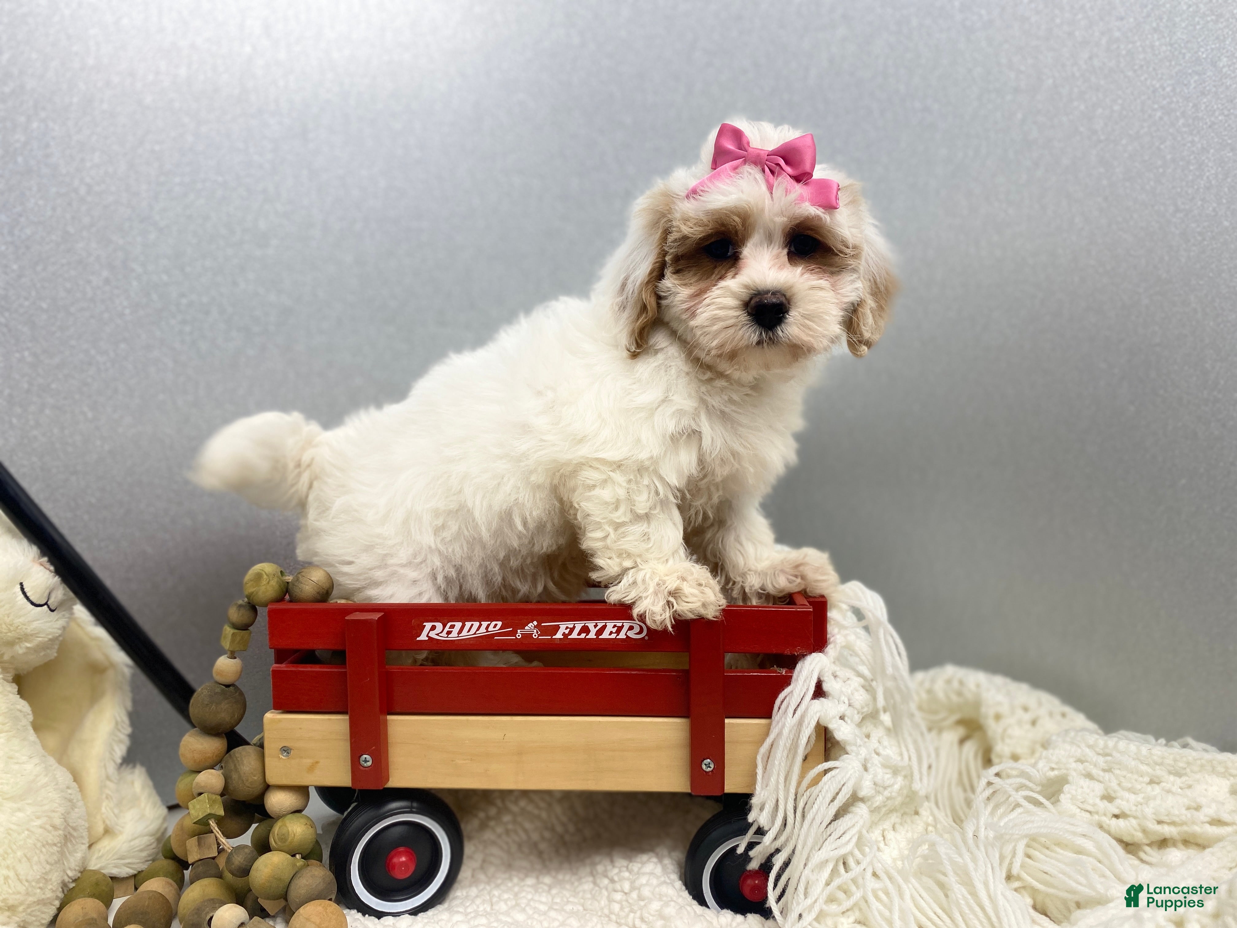Maltipoo dogs SuAnn - Ad 21
