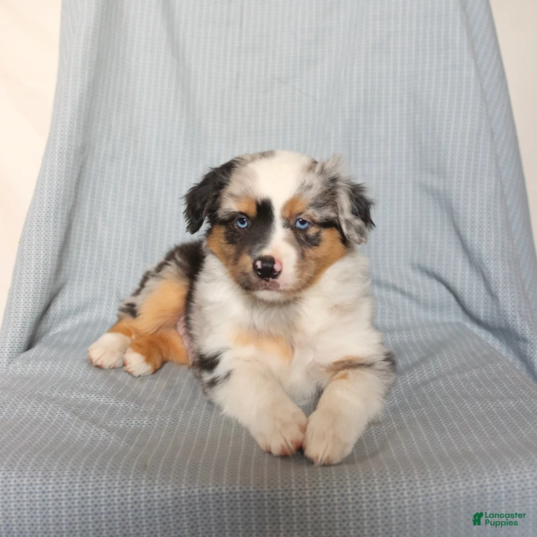 Miniature Australian Shepherd dogs for sale: Champ  - Ad 5