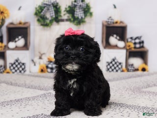 Havapoo dogs - Ad 33