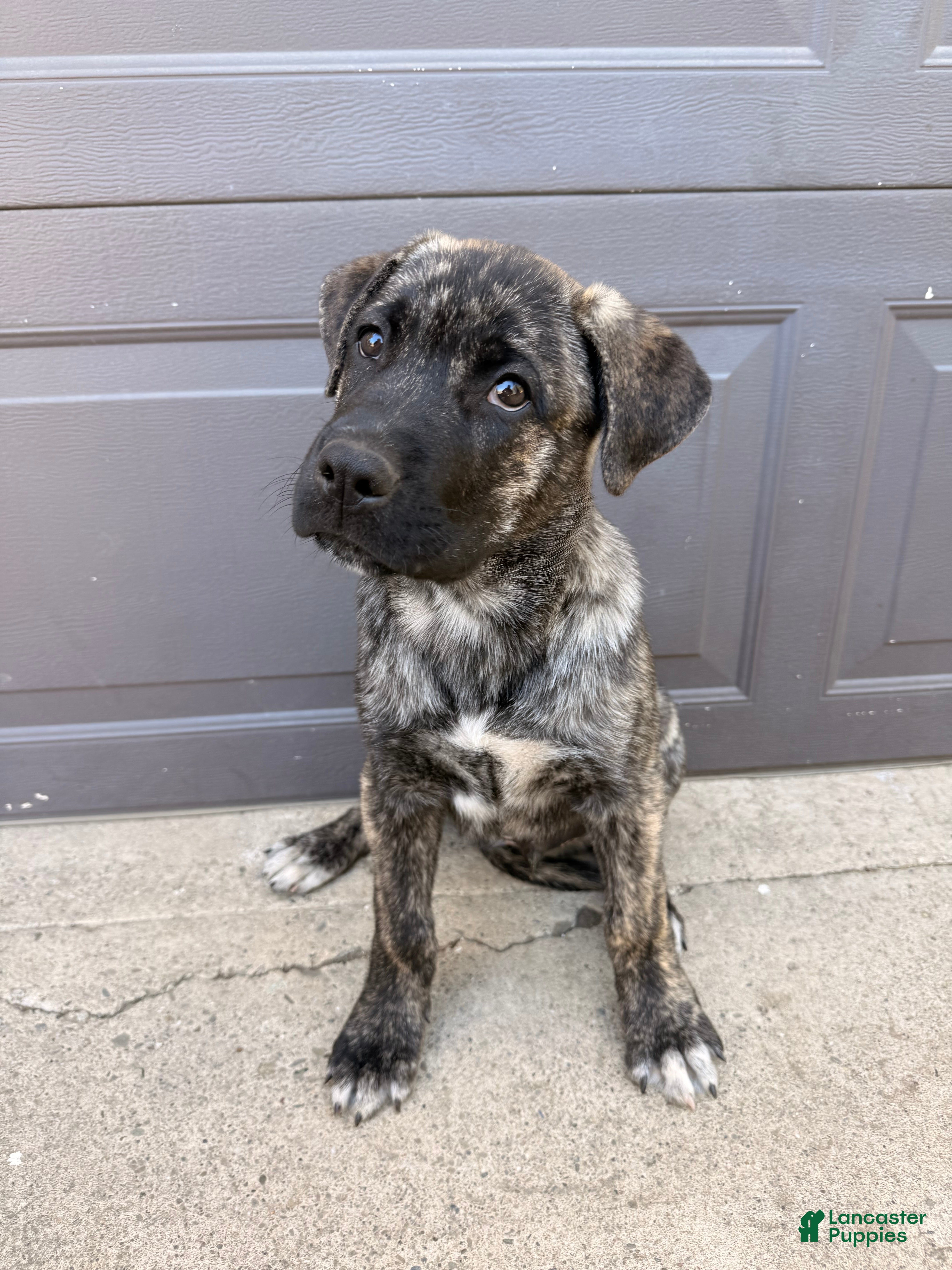 Mixed Breed dogs Bear - Ad 28