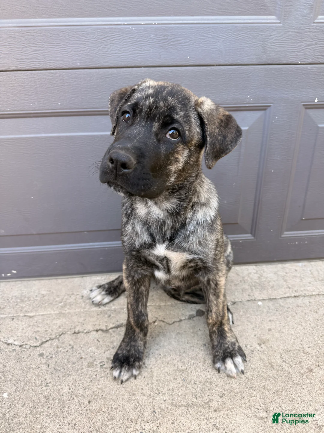 Mixed Breed dogs for sale: Bear - Ad 1