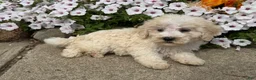 Miniature Poodle dogs for sale: Jack - Ad 3