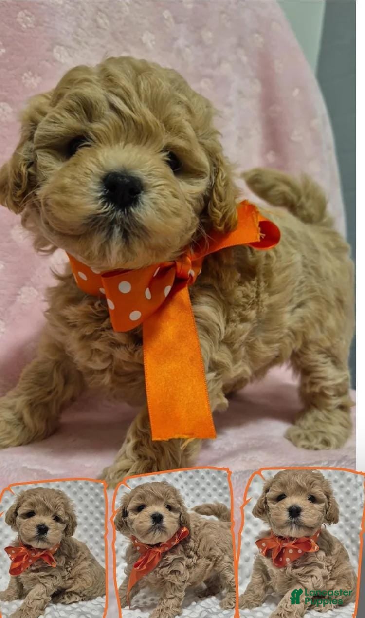 Maltipoo dogs Jamie - Ad 32