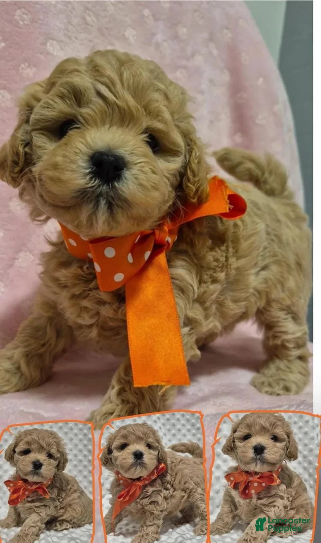 Maltipoo dogs for sale: Jamie - Ad 1