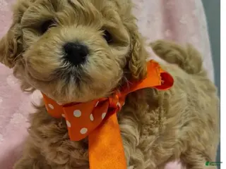 Maltipoo dogs Jamie - Ad 32