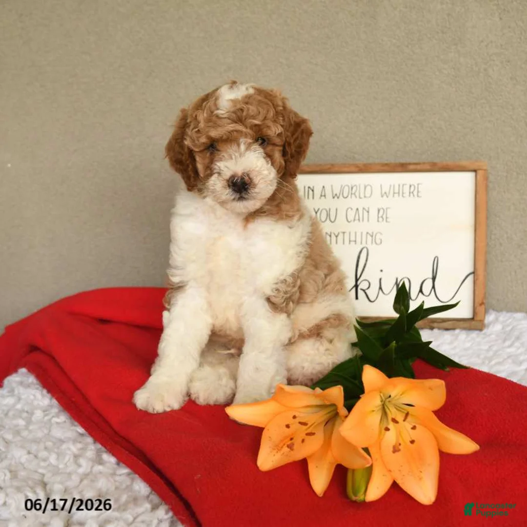 Mini Goldendoodle dogs for sale: Sailor - Ad 2