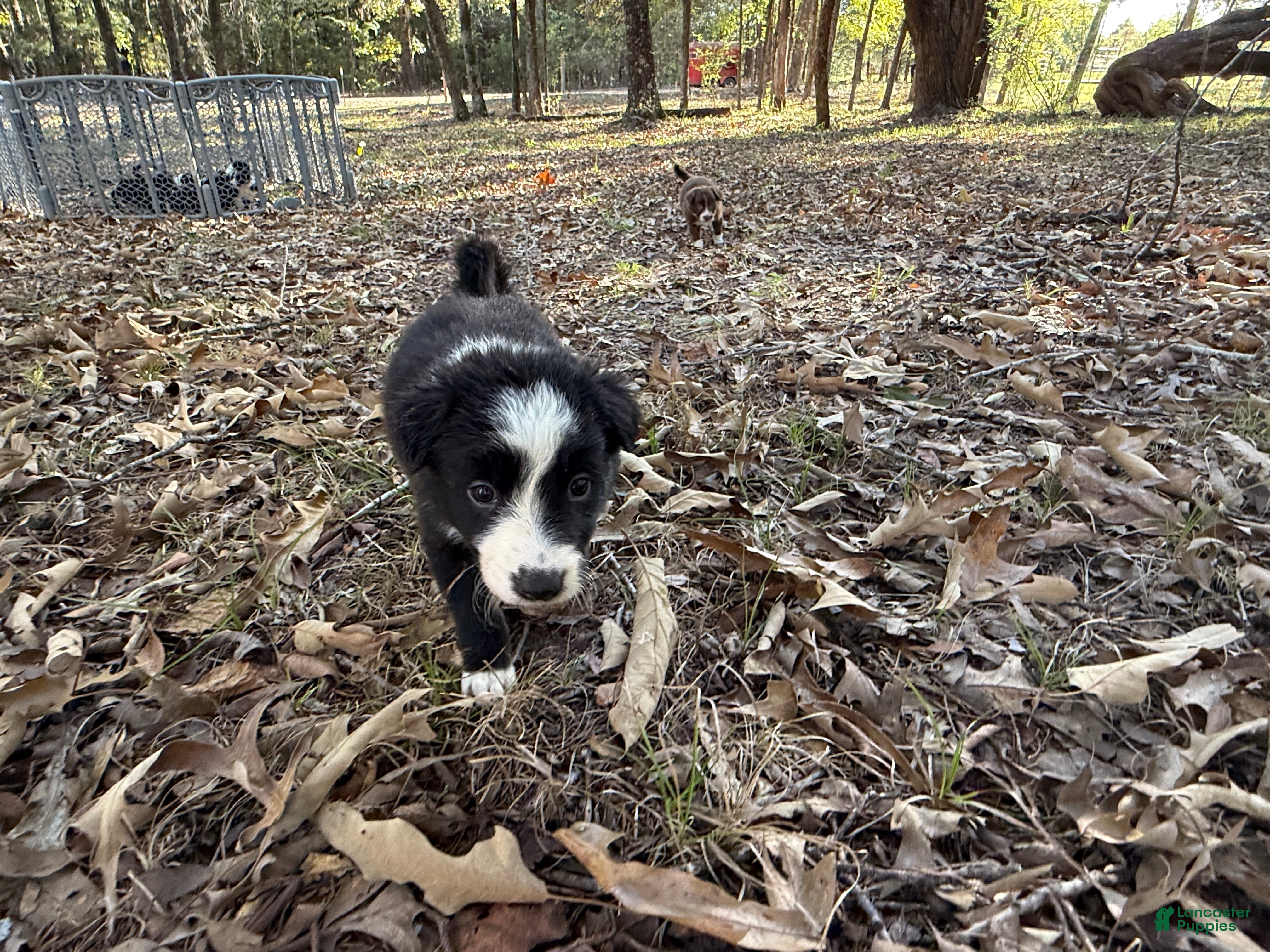 Border Collie dogs for sale: Wisp - Ad 2