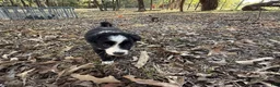 Border Collie dogs for sale: Wisp - Ad 2