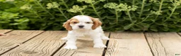 Cocker Spaniel dogs for sale: Daisy  - Ad 2