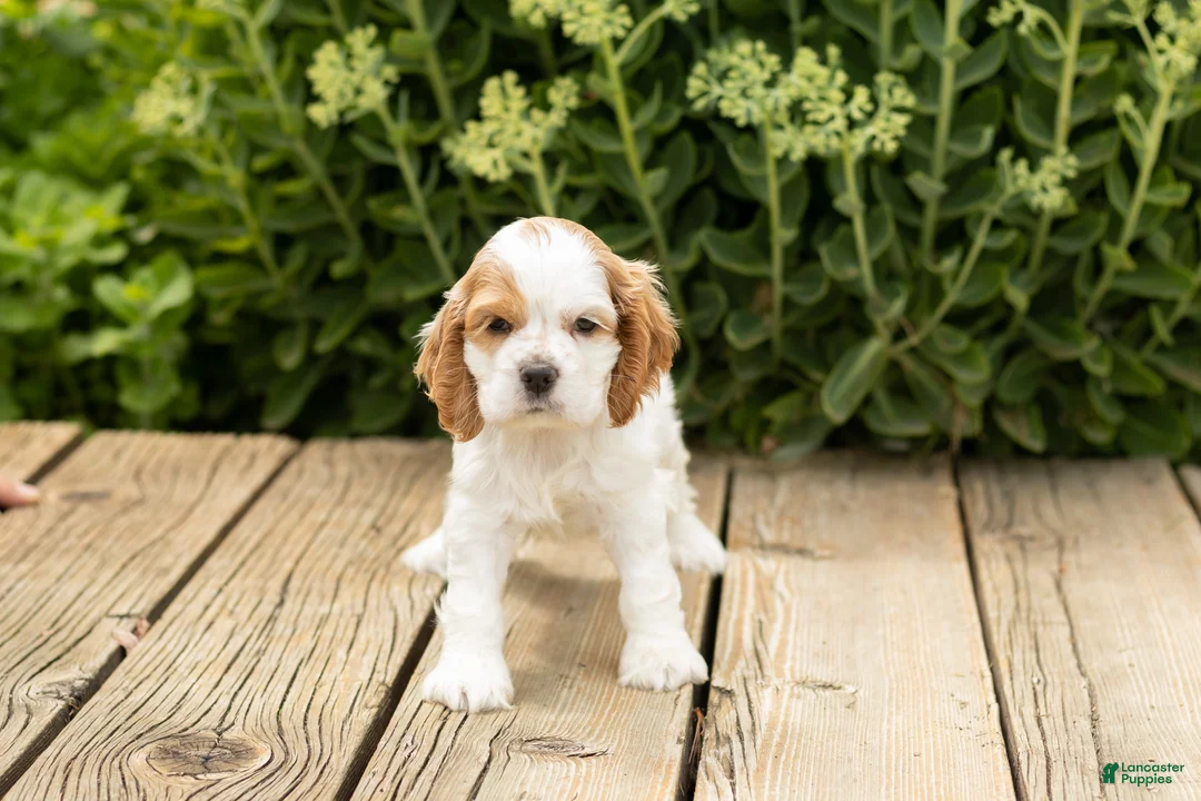 Cocker Spaniel dogs for sale: Daisy  - Ad 2